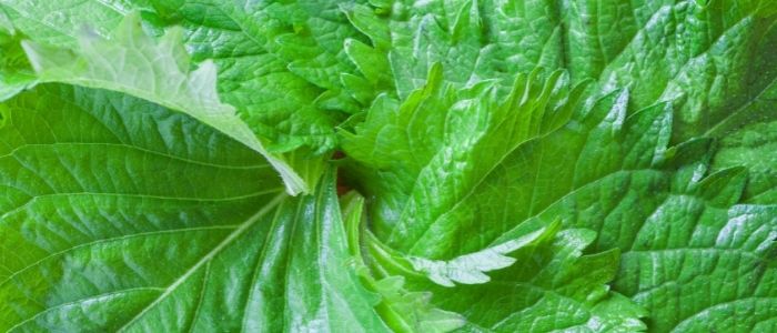 Difference between Perilla Leaves and Sesame Leaves